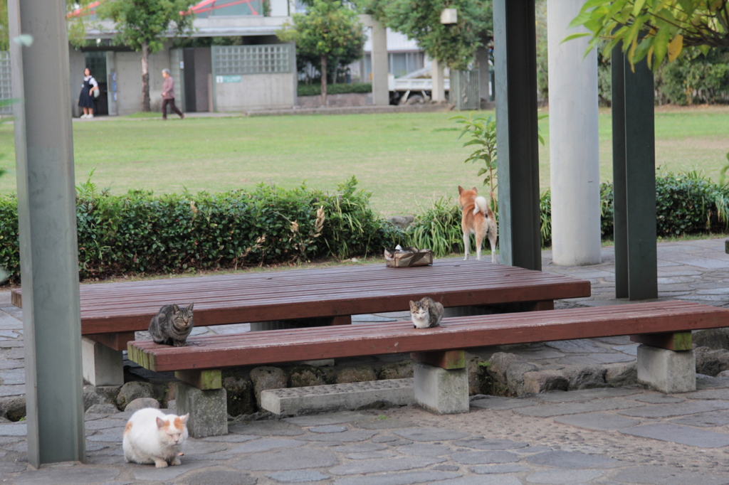 犬ねこ会議