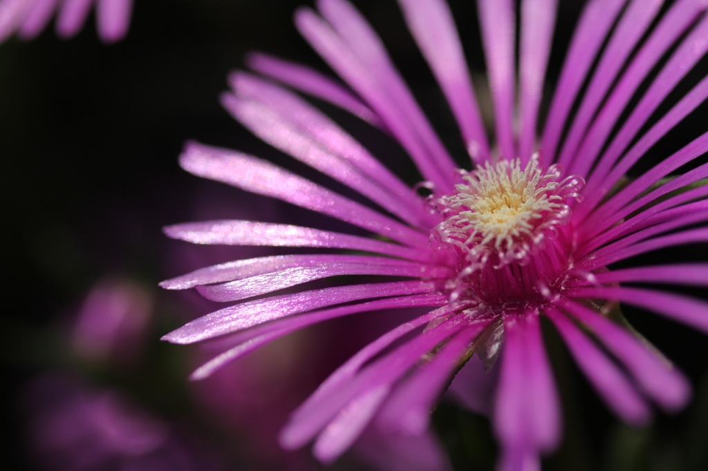 ラメの花