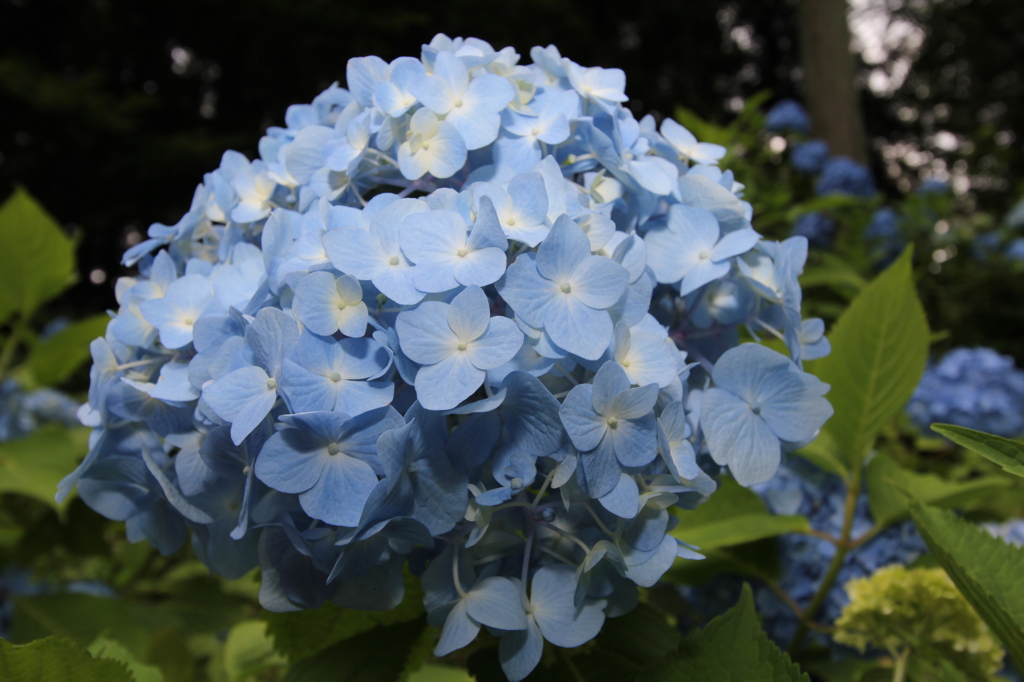 紫陽花