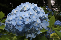 紫陽花