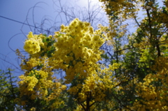 黄色いお花は