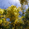 黄色いお花は