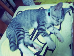遊んでは寝て
