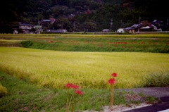 転々　点線　彼岸花