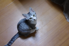 見上げネコ