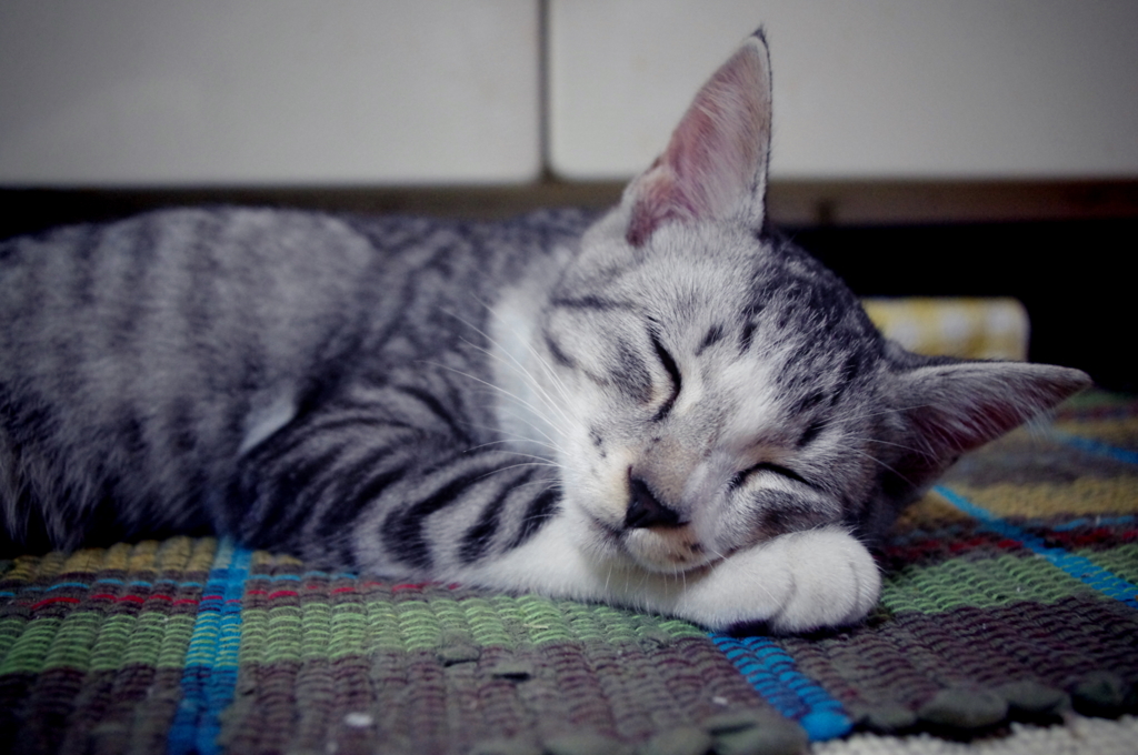 ねんこー