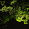 夜散歩