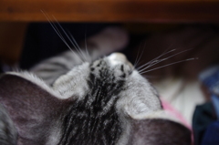 しゃぴーん
