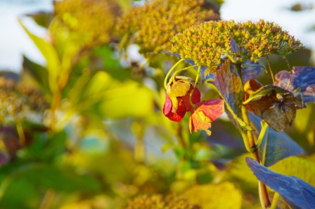 紫陽花のその後