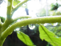 夏間に一雨