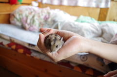じゃんがりあん