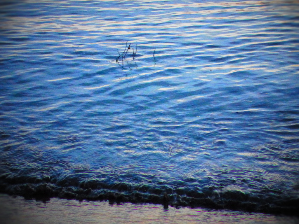 海から生えた