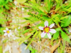 小さい花
