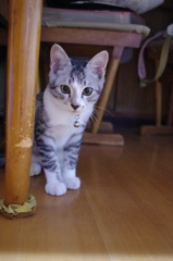 じっとねこ