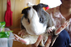 もったりおしり