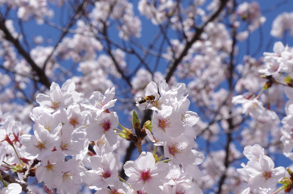 花と虫