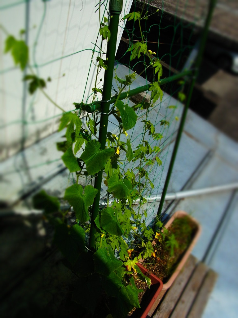 ママの家庭菜園
