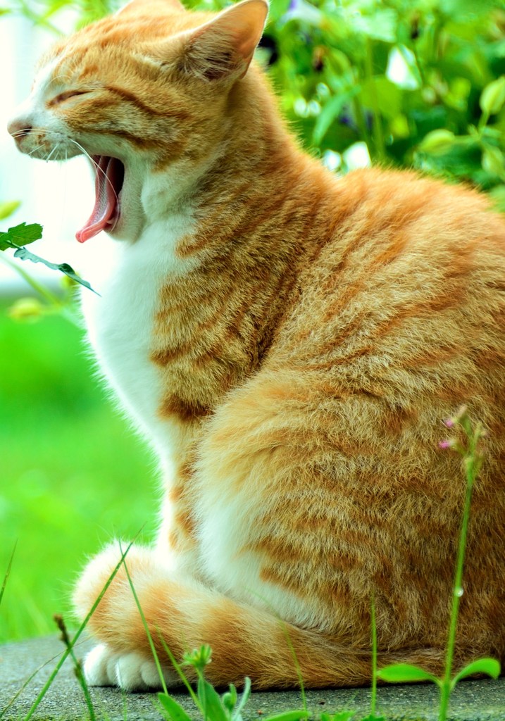 ふぁ～あ