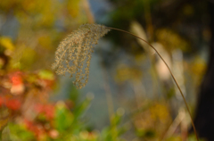 尾花