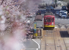 桜とチンチン電車...2
