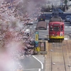 桜とチンチン電車...2