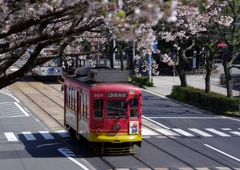 桜とチンチン電車...1