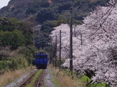 桜とシーサイドライナー