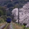 桜とシーサイドライナー