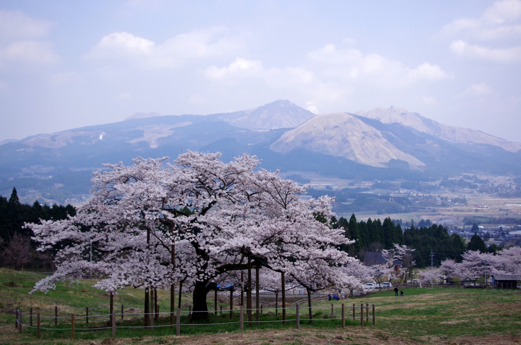 観音桜