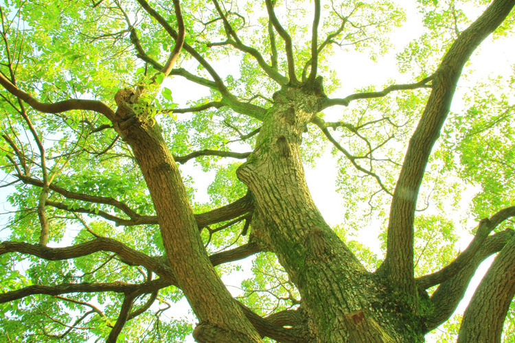 climb　up　a　tree