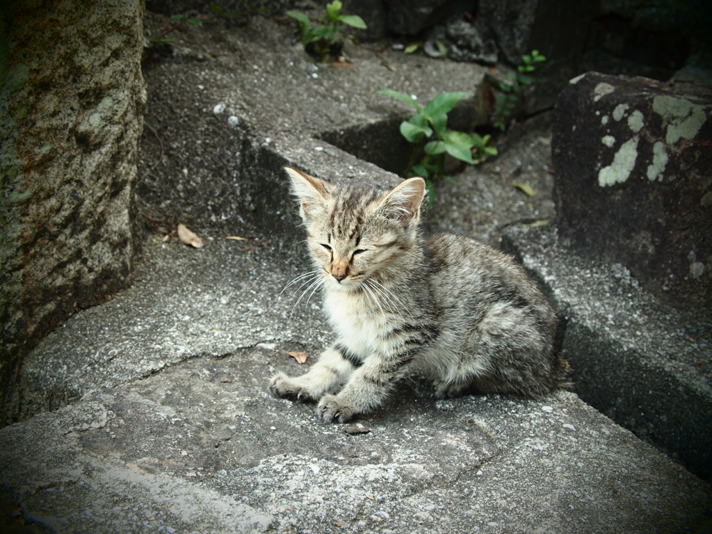 可愛い