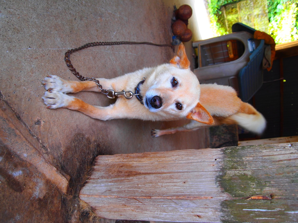 犬