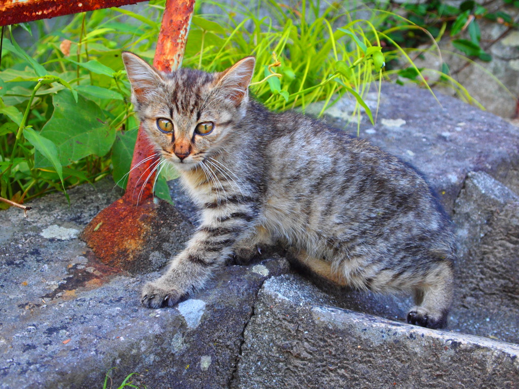 猫