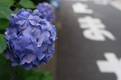 あじさい止まれ