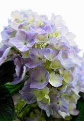 紫陽花～光の中で～