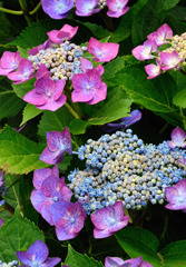 紫陽花