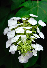 紫陽花～たたずむ～