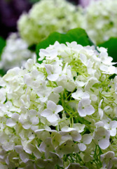 紫陽花～アナベル～
