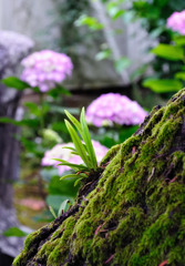芽吹き