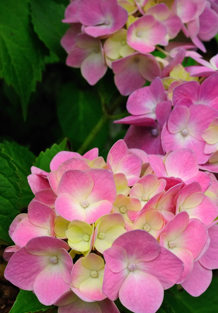 紫陽花～可憐～