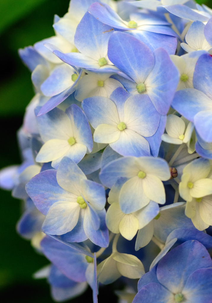 紫陽花