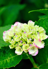 紫陽花～つぼみ～