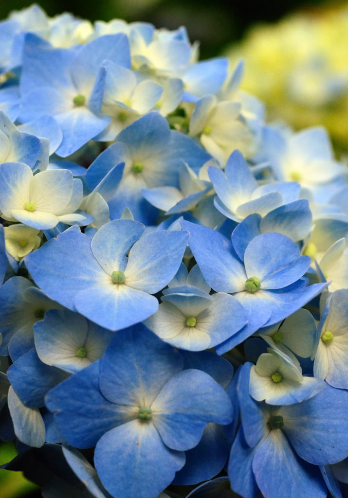 紫陽花