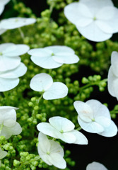 紫陽花～薄い花びら～