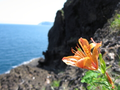 小樽　竜ヶ崎　花２