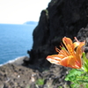 小樽　竜ヶ崎　花２