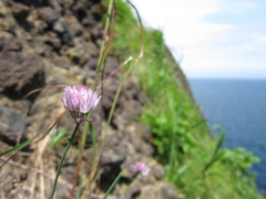 小樽　竜ヶ崎　花１