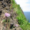 小樽　竜ヶ崎　花１
