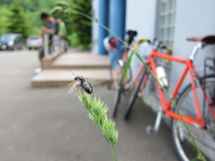 羽アリでたぞ