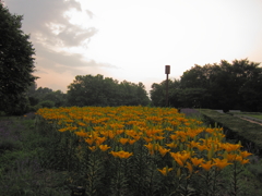 百合が原公園